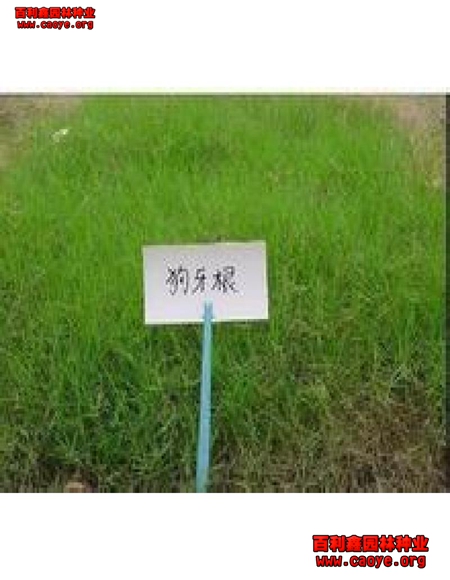護坡用什么草種