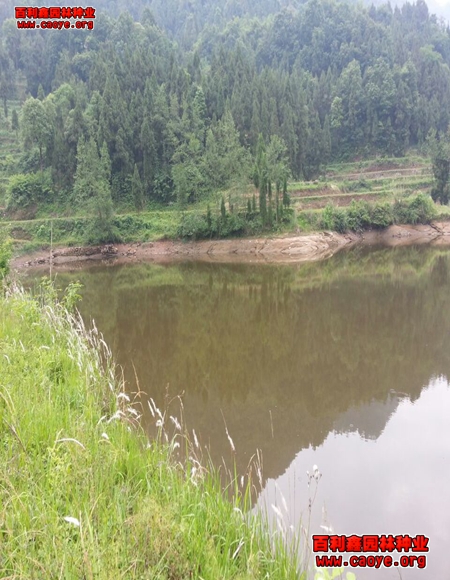 山體邊坡生態袋護坡草種狗牙根
