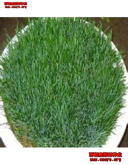 護坡牧草種子價格批發價格行情