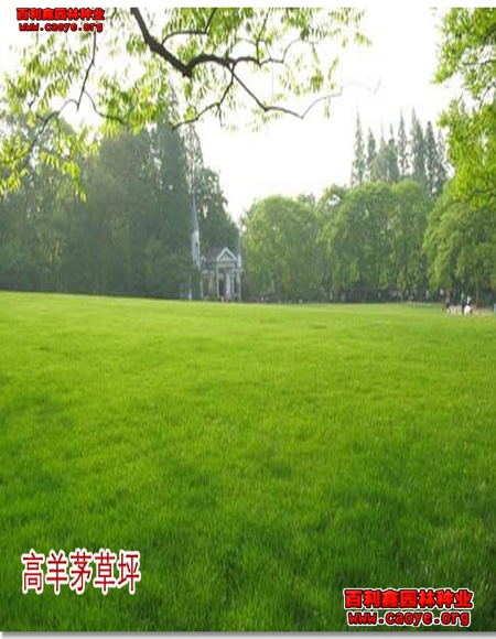 高速公路鐵路護坡草種子