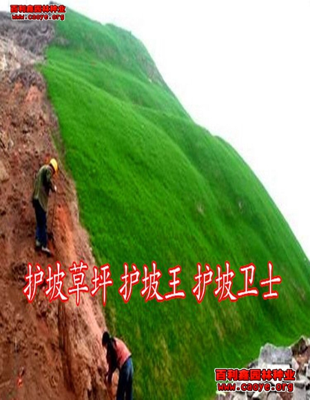 高速護坡草種狗牙根