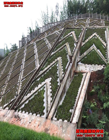 寧德草種南平邊坡草種批發