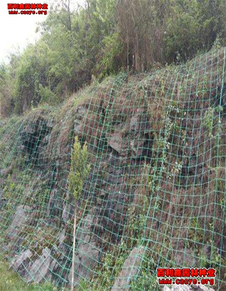 供應成都高速公路邊坡草種子