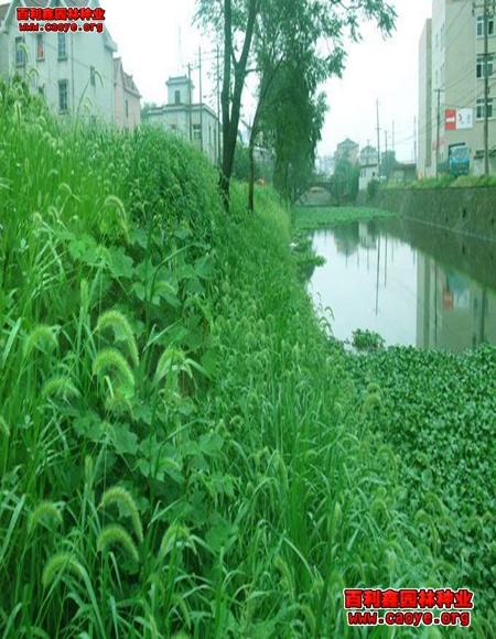 高速公路護坡草種子品種