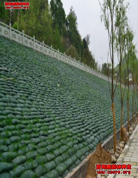 云南護坡草種