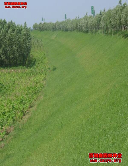 安順護坡種子那種好