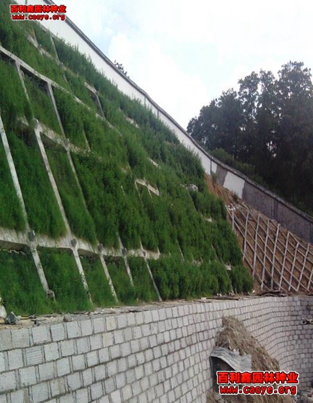 山東北方護坡草種價格范圍