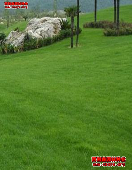 南方公路邊坡草種子品種