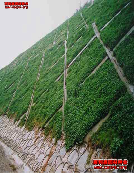 河北省邊坡綠化草種子