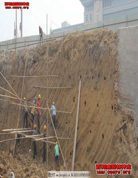 福建高速邊坡常用的草種