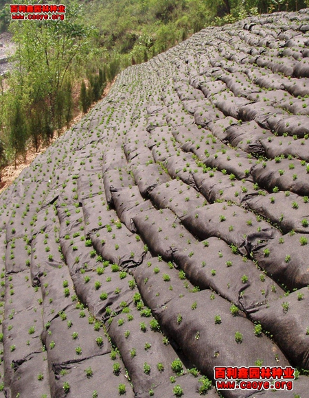 公路護坡草種狗牙根批發