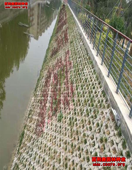 供應成都高速公路邊坡草種
