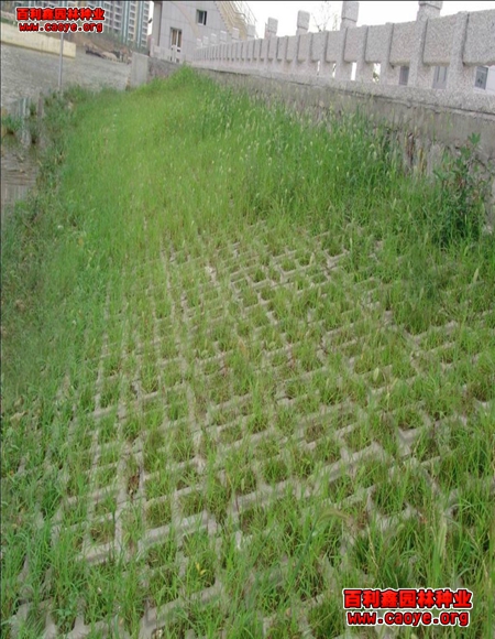 臨沂市護坡草坪種子價格行情