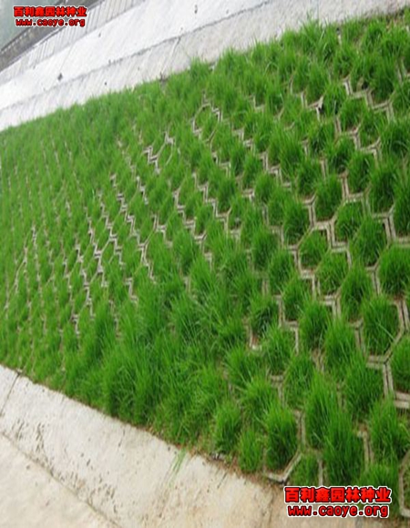 狗牙根邊坡工程最常用草種
