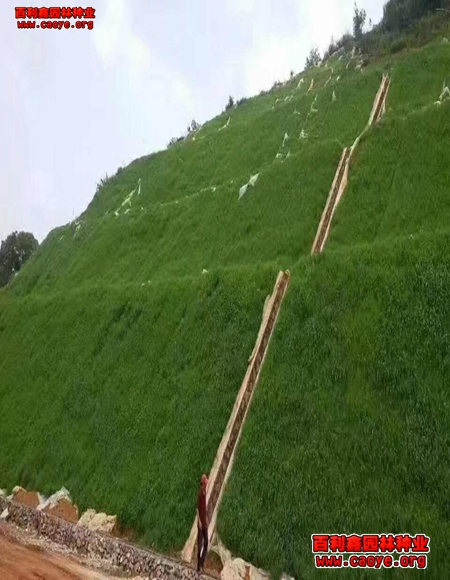 各種邊坡綠化種子