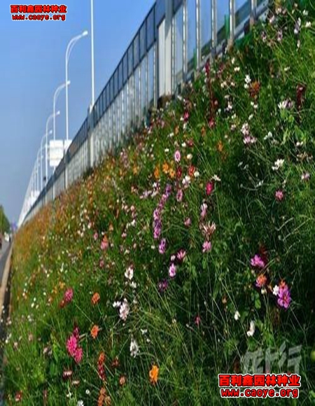 三門峽護坡種子價格