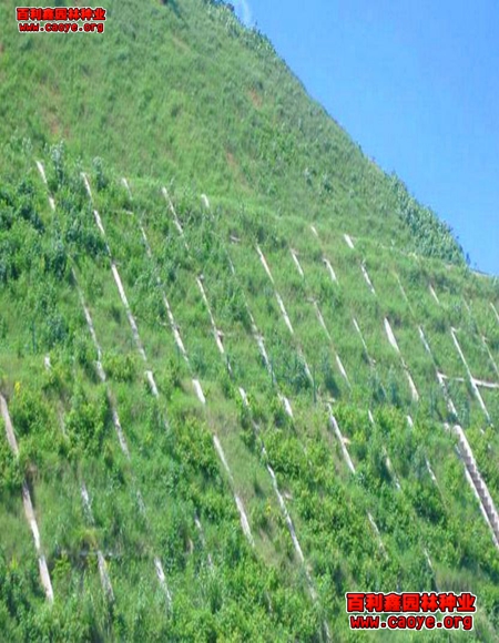 鄭州市護坡草皮種子出售價格