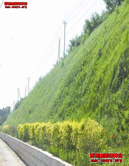 四川邊坡草種 成都