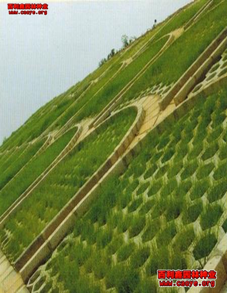 高速公路邊坡綠化草籽品種 價格