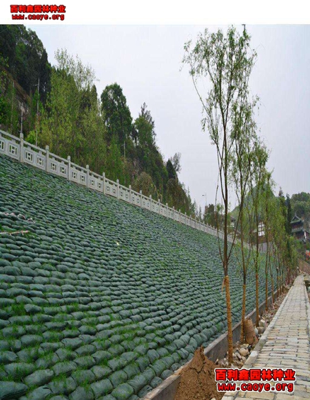 高速邊坡綠化草種