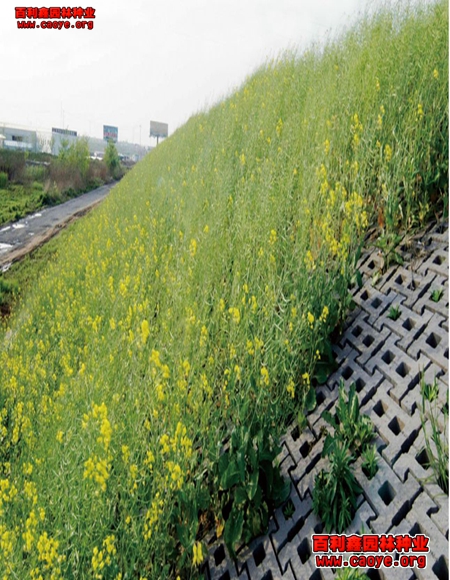 宜秀區護坡草種子牙根大堤