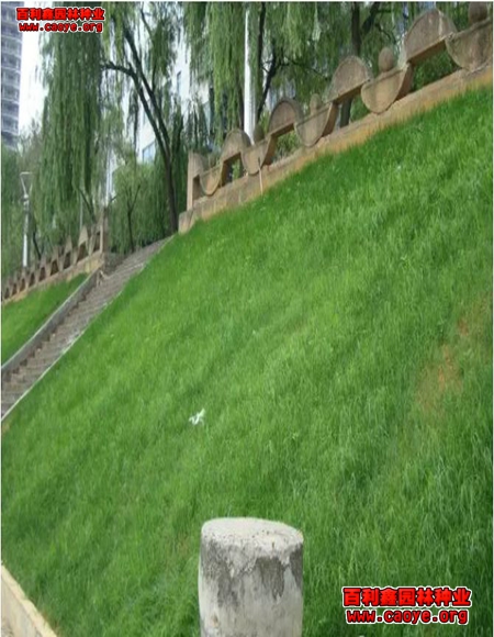 邊坡草種綠化