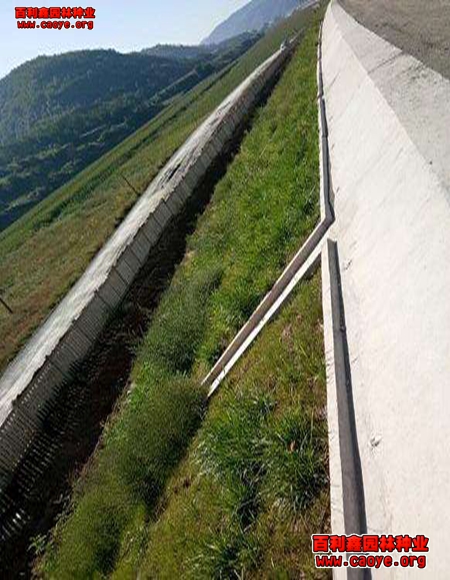 綠化護坡草種