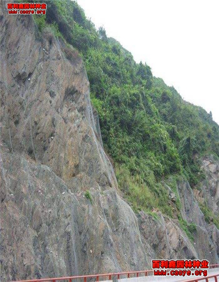 高速公路邊坡綠化草種