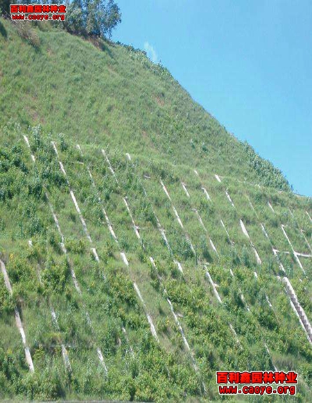 四川邊坡用草坪種子好