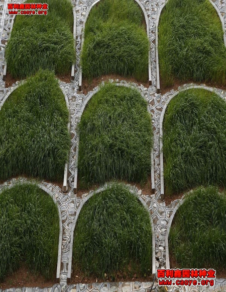 優質波斯菊邊坡綠化種子批發