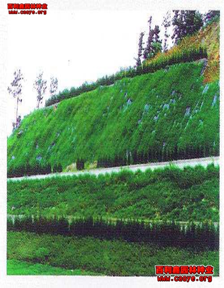水庫邊坡護坡草種子