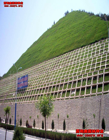 高速路邊坡草籽品種價格