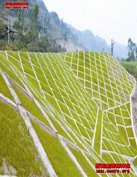鐵路邊坡護坡草種子