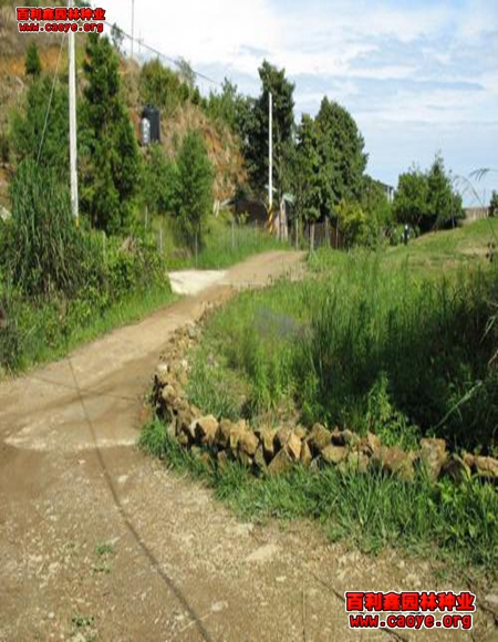 護坡草種吧鄭州 批發 護坡草種吧鄭州 批發