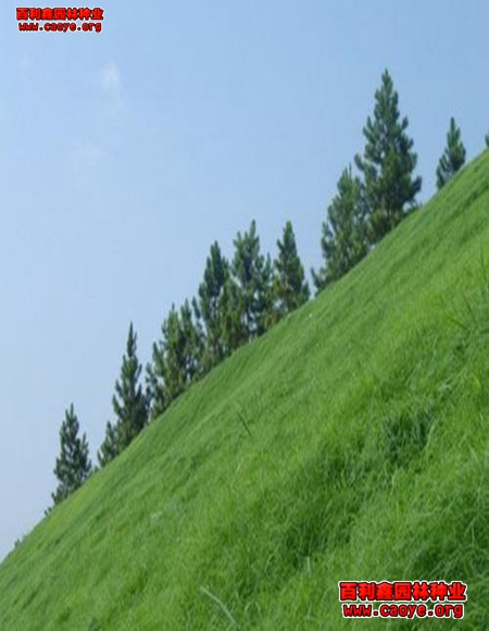 河道護坡草種咨價格 河道護坡草種咨價格