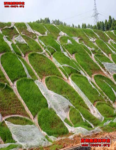 公路路基邊坡種植紫蕙槐