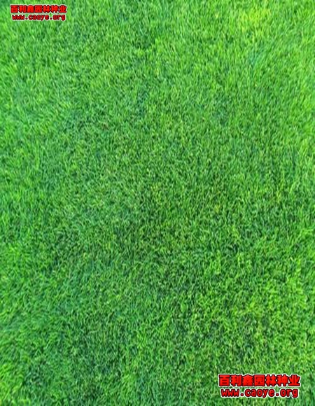 邊坡護坡草種發芽率高的草種批發