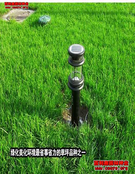 宜秀區護坡草種子牙根大堤 宜秀區護坡草種子牙根大堤