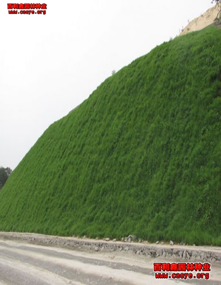 常見護坡種什么草種好好管理的草籽有哪些