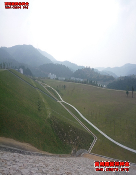 邊坡草種綠化 邊坡草種綠化