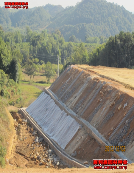 承接護坡草種狗牙根批發哪家好 承接護坡草種狗牙根批發哪家好