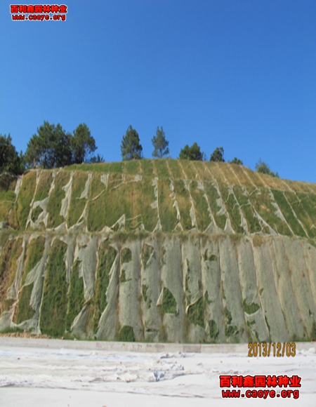 新鄉市護坡草坪種子批發價格 新鄉市護坡草坪種子批發價格