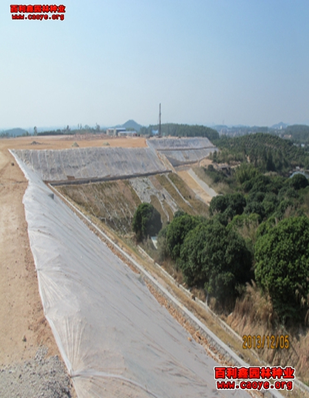 宜春哪里賣護坡草種子