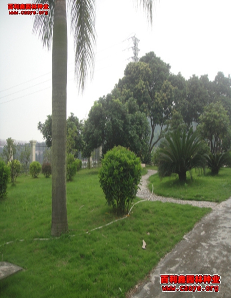 邊坡種植草皮工序