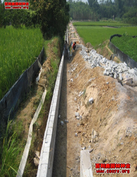 護坡用什么草種 護坡用什么草種