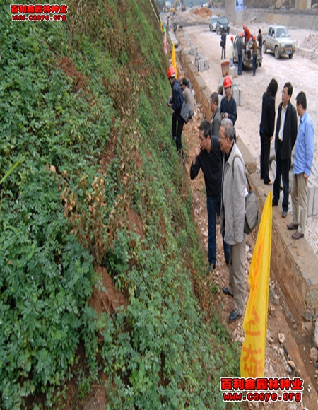 山體護坡工程需要哪些種子好管理的草籽需要哪些