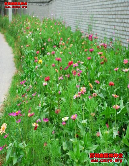 護坡種花 護坡種花