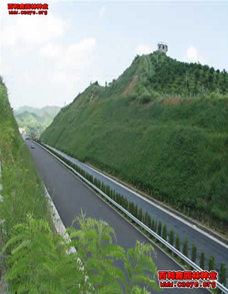鐵路邊坡護坡草種子 鐵路邊坡護坡草種子