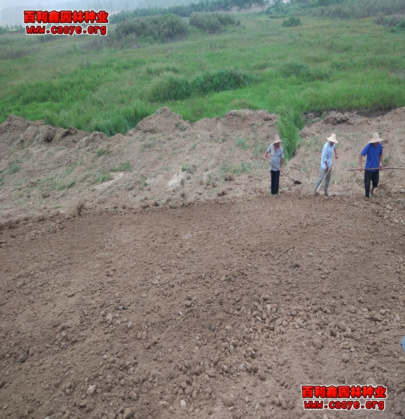 路基護坡工程需要哪些種子耐寒的種子批發