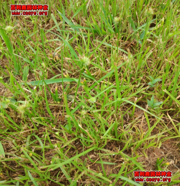 河岸護坡種植設計